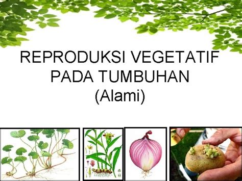 Reproduksi Vegetatif Pada Tumbuhan Alami Reproduksi Vegetatif Disebut ...