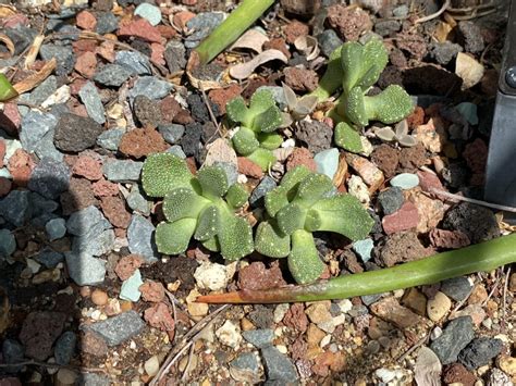 Cat's Tongue Living Stone Care: A Complete Lithops Guide