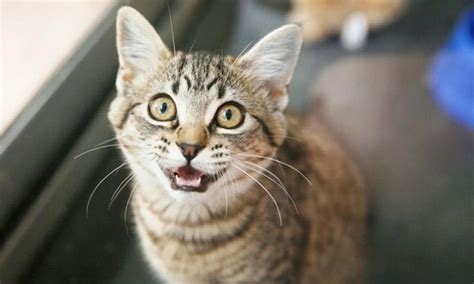 7 Reasons for Cats Meowing All the Time • OurFriends4Ever