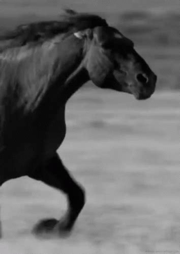 Horse Running GIF – Horse Running Stallion – discover and share GIFs