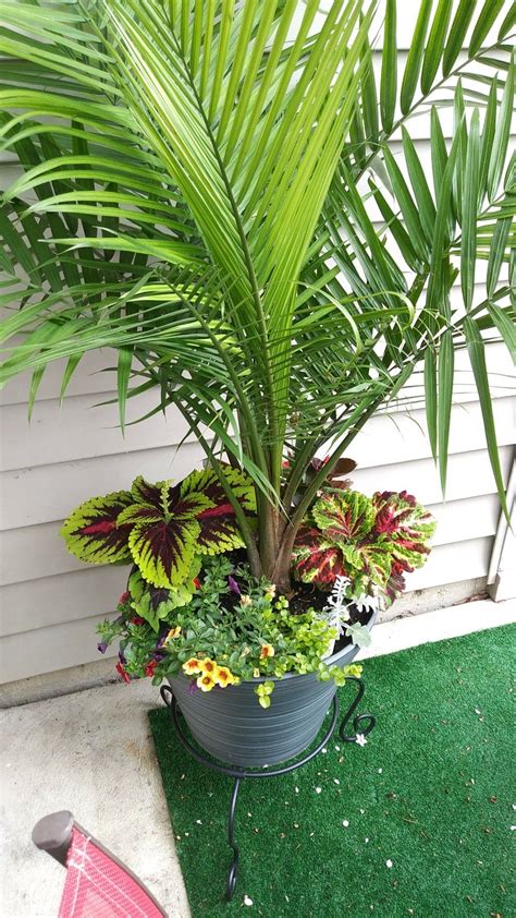 Palm tree for small porch. | Garden pots, Container gardening, Plants