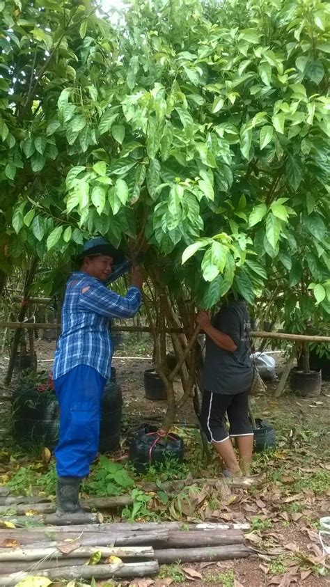 มะไฟต้นใหญ่ๆงามๆ สีเขียวๆ ส่งลูกค้าปากช่อง #มะไฟ | Fruit, Grapes, Food