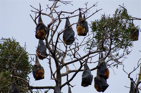 Guacamole Gulch: Fruit Bats in Sydney