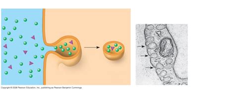 Endocytosis: Pinocytosis Diagram | Quizlet