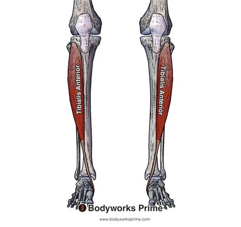 Tibialis Anterior Muscle Anatomy - Bodyworks Prime