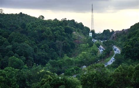 11 Contoh Hutan Lindung di Indonesia Beserta Manfaatnya