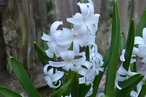 White Hyacinth | White hyacinth, Plants, Flowers