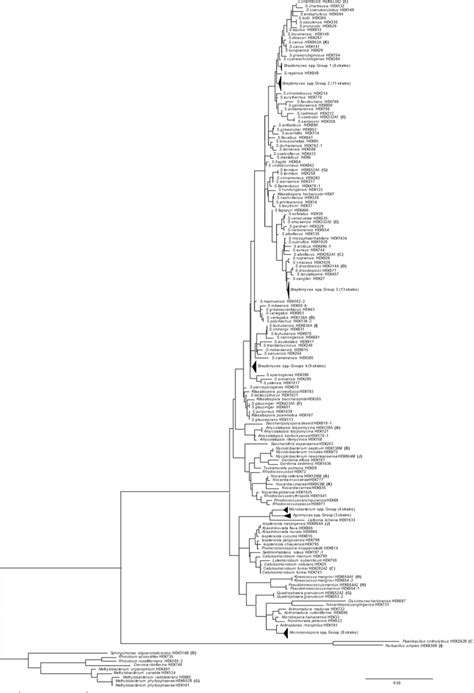 Phylogenetic tree of isolated bacteria. Parenthesized numbers indicate... | Download Scientific ...