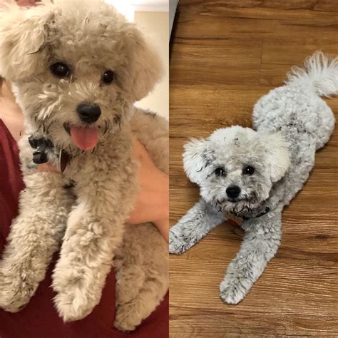 Help! My bichon puppy has suddenly changed colors. Is he defective? : r/bichonfrise