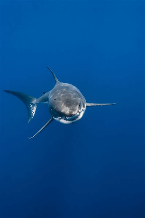 I photograph the great white sharks of isla de guadalupe – Artofit