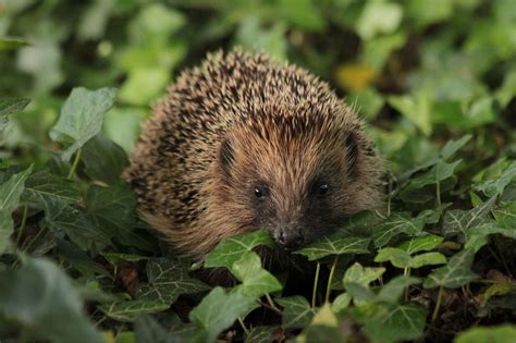 How to help hedgehogs in your garden - Gardens Illustrated