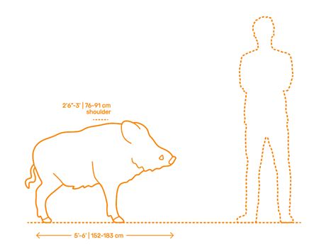 What is the size of a boar? [2022] 🐬 | Animalia-life.club