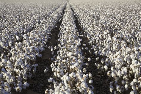 white ripe cotton crop plants rows, field ready for harvest - Coppersmith