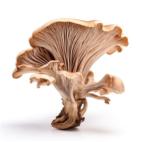 Premium AI Image | Dried Elm oyster mushroom isolated