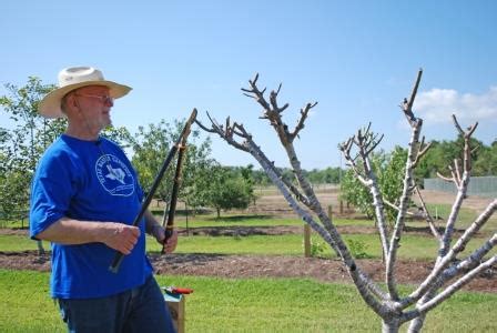 Peach Tree Pruning (a hands-on demonstration) - Galveston