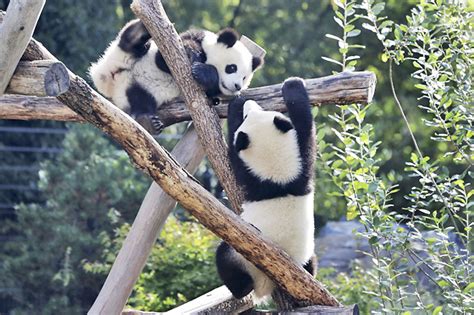 Berlin Zoo sends first giant pandas born in Germany to China | Borneo ...