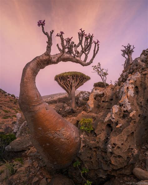 Gorgeous Photos of Socotra, The 'Most Alien-Looking Place on Earth' | PetaPixel