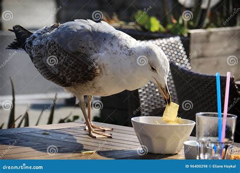 A Seagull Eating Potato Chips Stock Photo - Image of albatross, birds: 96400298