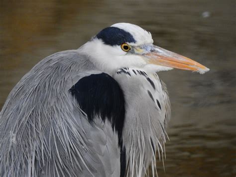 Grey Heron Free Stock Photo - Public Domain Pictures