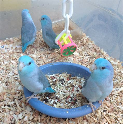 Baby Blue Pacific Parrotlets | Baby Blue Pacific Parrotlets.… | Flickr