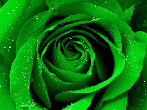 Green Rose Background Wallpapers 34613 - Baltana