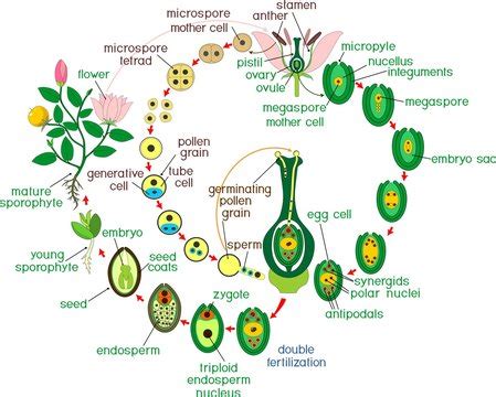 Fertilization Diagram