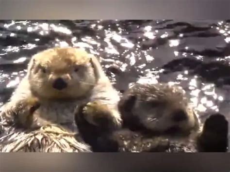 Sea Otters Holding Hands