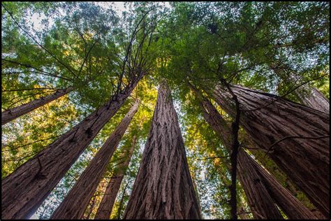 Redwood Trees in Muir Woods, CA [OC] [4298×2874] : r/BotanicalPorn