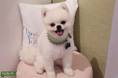 Stud Dog - Pure White Miniature Pomeranian - Breed Your Dog