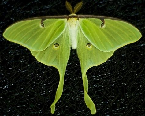 Luna Moth | We have six Luna Moth cocoons. The first emerged… | Flickr