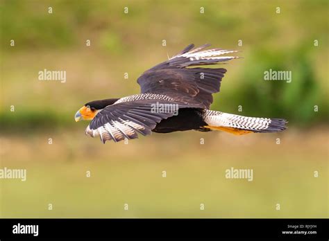 Caracara bird of prey in flight on a green background Stock Photo - Alamy