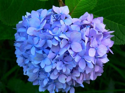 Blue Hydrangea Wallpaper - WallpaperSafari