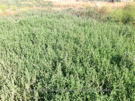 Atriplex semibaccata. creeping saltbush - Diversity Native Seeds