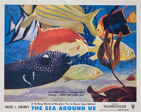 The Sea Around Us Original 1953 U.S. Scene Card - Posteritati Movie Poster Gallery