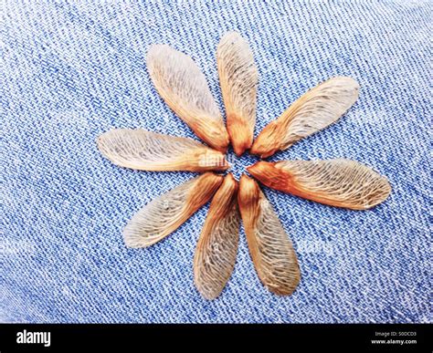 Maple tree seeds Stock Photo - Alamy