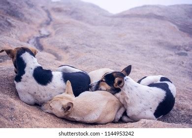 Shivering Dogs Winter Stock Photo (Edit Now) 1144953242