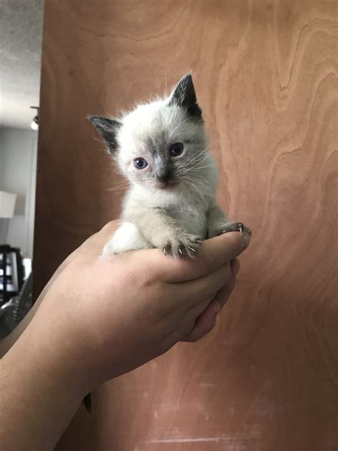 Siamese Cats For Sale | Fayetteville, WV #275961 | Petzlover