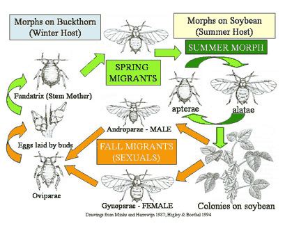 Soybean Aphid Life Cycle | Drovers