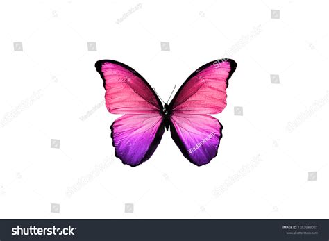 Butterfly Pink: Over 154,262 Royalty-Free Licensable Stock Photos | Shutterstock