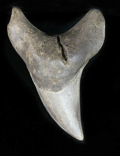 Rare Benedini (Extinct Thresher Shark) Tooth - 2.82" (#30938) For Sale ...