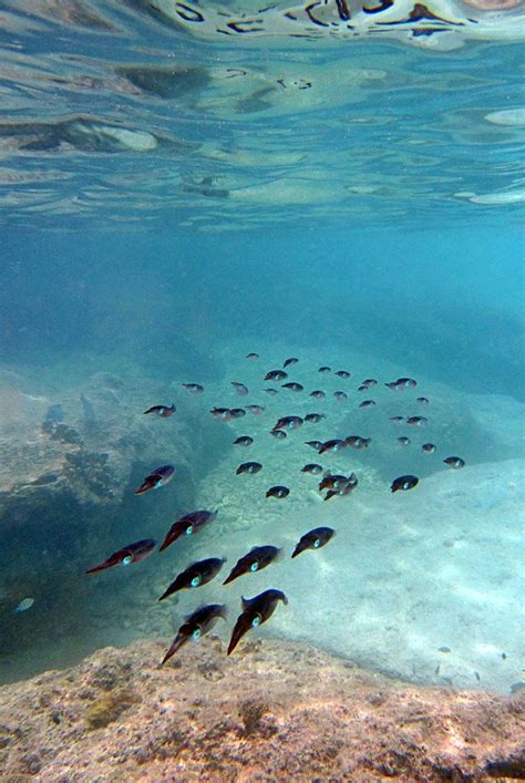 Curacao Snorkeling Pictures - See What It's Like | Snorkelen, Vakanties, Vakantie