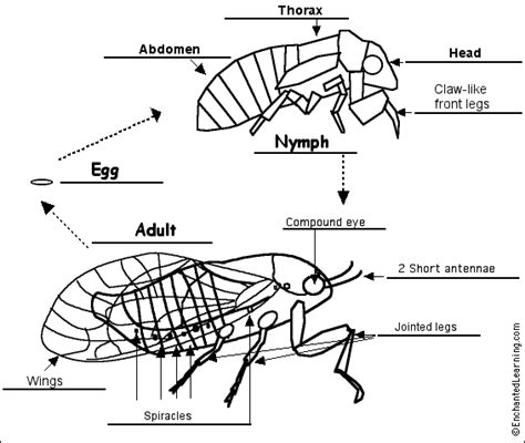 Fungi fun guys!: Cicada