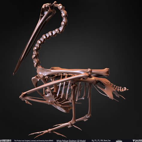 ArtStation - White Pelican Skeleton 3D Model | Resources