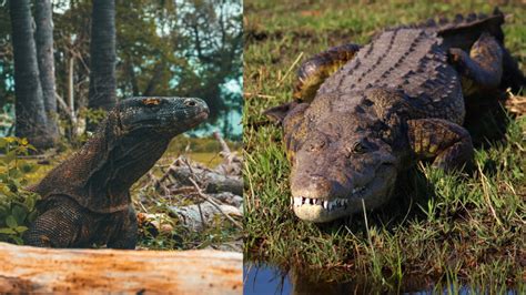 Komodo Dragon vs Crocodile: A Detailed Comparison - Reptiles Town