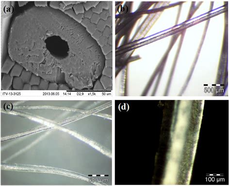 Microscopic studies of polar bear hairs. (a) A cross sectional SEM ...