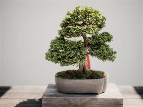 Tamarix Bonsai Tree Care Guide - Bonsai Tree Gardener