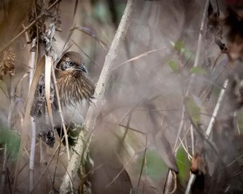 Spiny babbler - Facts, Diet, Habitat & Pictures on Animalia.bio