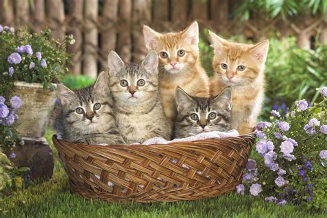 Basket of Kittens Wallpapers on WallpaperDog