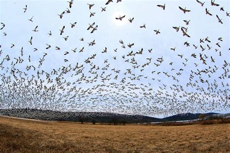 How Do Tired Birds Choose Where to Stop During Migration? | All About Birds