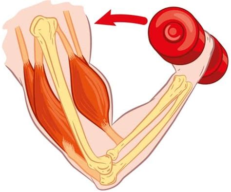 The Science of Muscle Growth | How Workouts Affect it